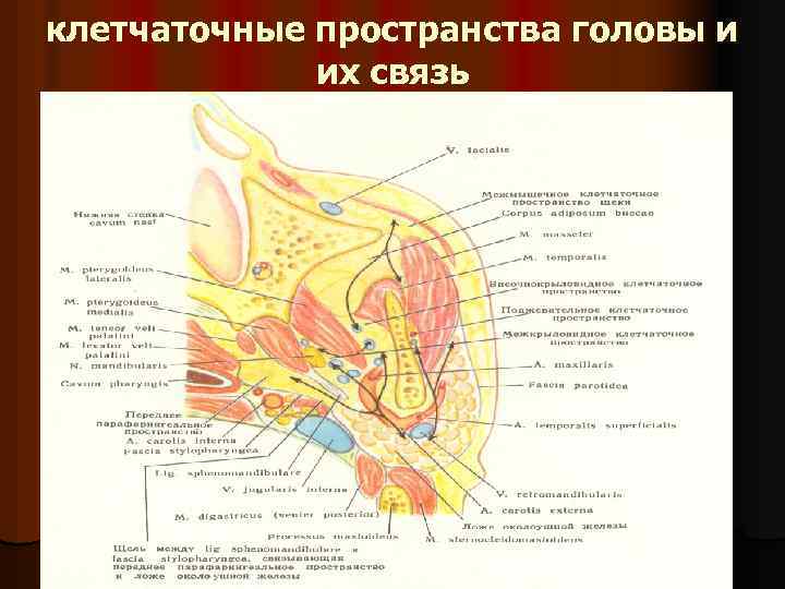 Клетчаточные пространства головы картинка