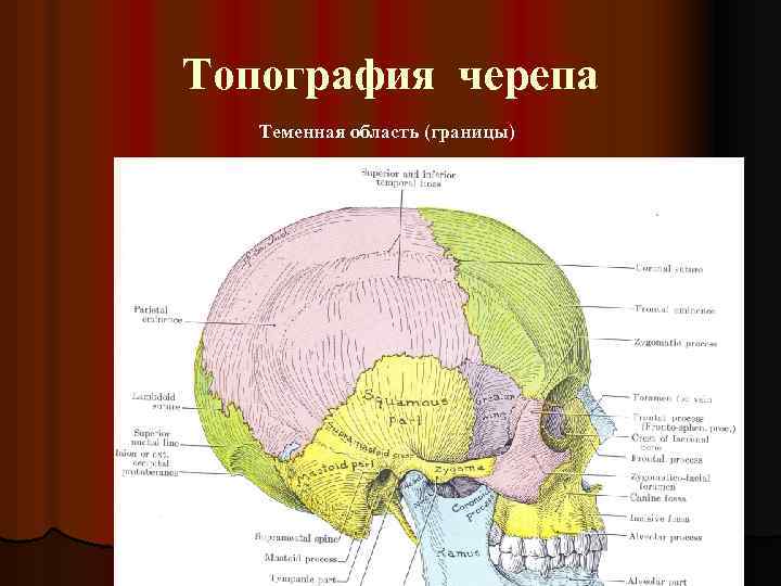 Топография черепа Теменная область (границы) 