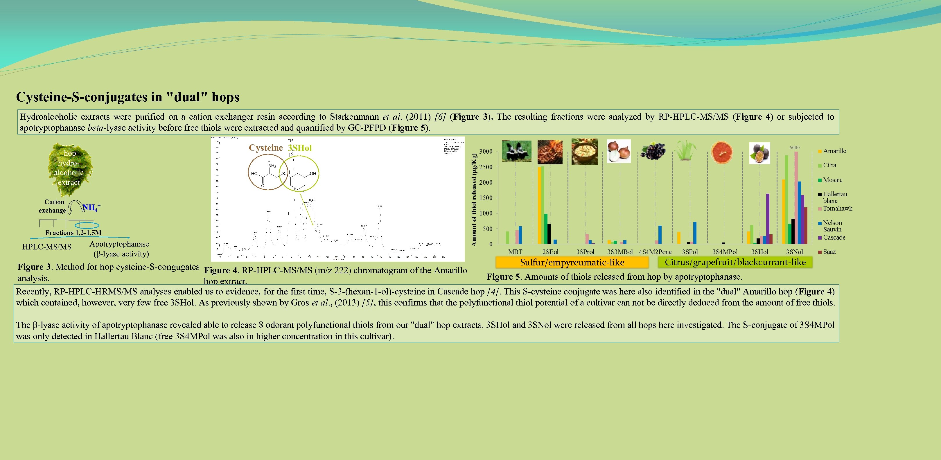 Cysteine-S-conjugates in "dual" hops Hydroalcoholic extracts were purified on a cation exchanger resin according