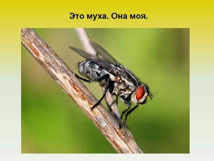 Это муха. Она моя. 