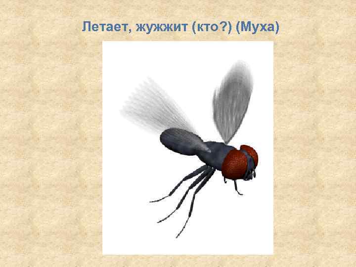 Летает, жужжит (кто? ) (Муха) 