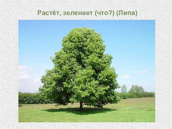 Растёт, зеленеет (что? ) (Липа) 