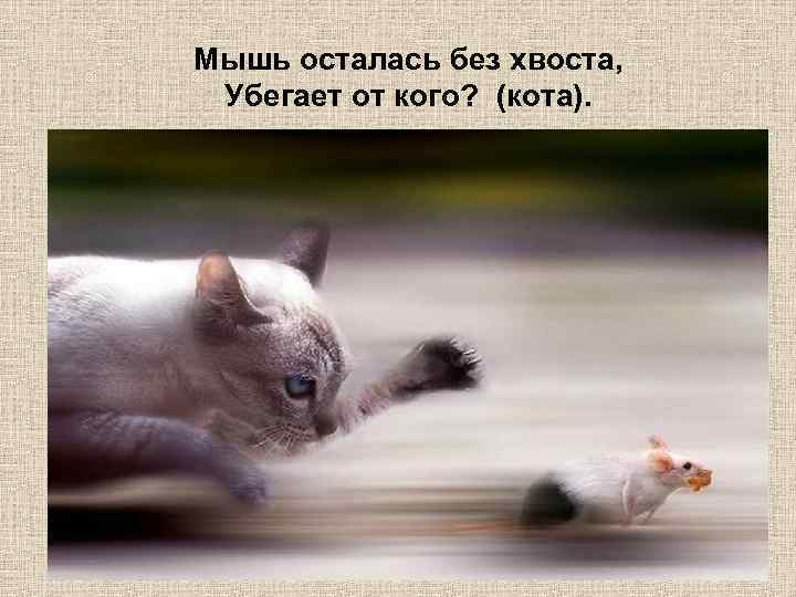 Мышь осталась без хвоста, Убегает от кого? (кота). 