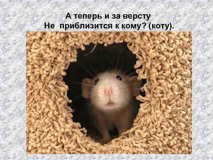 А теперь и за версту Не приблизится к кому? (коту). 