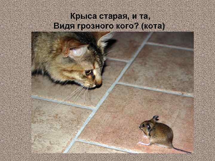 Крыса старая, и та, Видя грозного кого? (кота) 