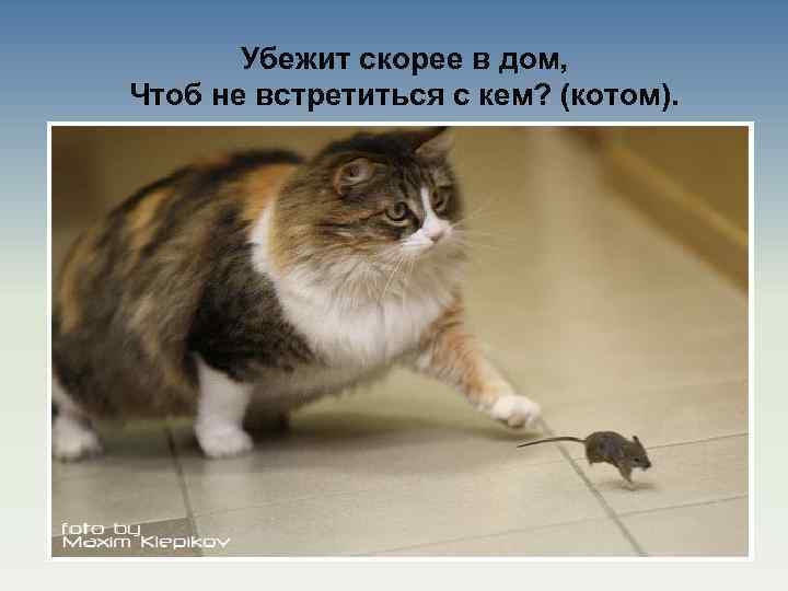 Убежит скорее в дом, Чтоб не встретиться с кем? (котом). 