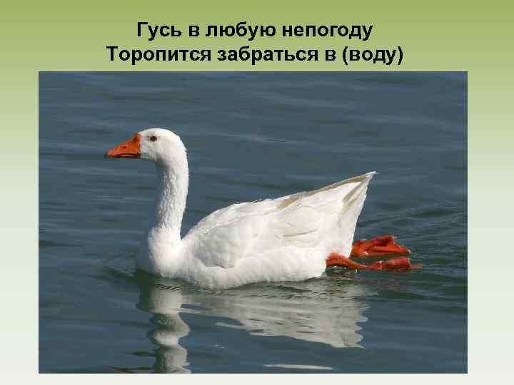 Гусь в любую непогоду Торопится забраться в (воду) 