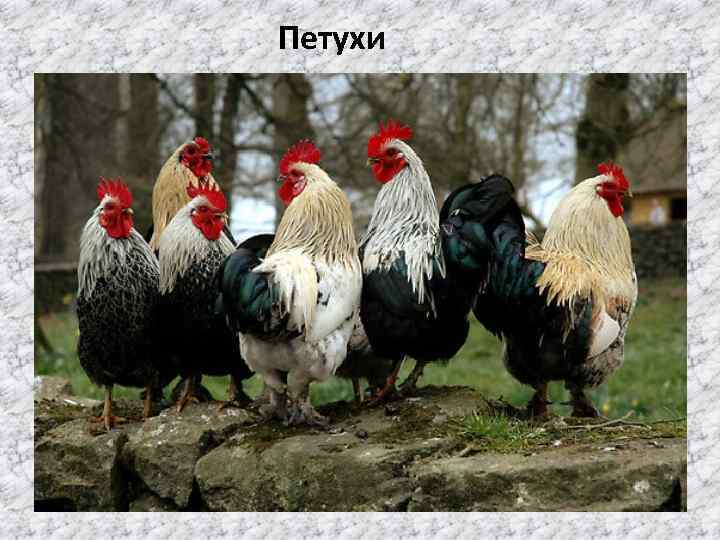 Петухи 