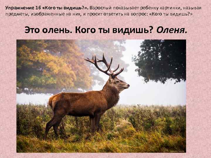 Упражнение 16 «Кого ты видишь? » . Взрослый показывает ребенку картинки, называя предметы, изображенные