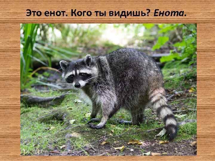 Это енот. Кого ты видишь? Енота. 