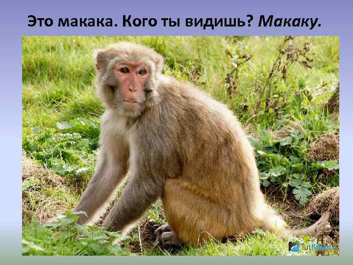 Это макака. Кого ты видишь? Макаку. 