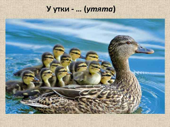 У утки - … (утята) 