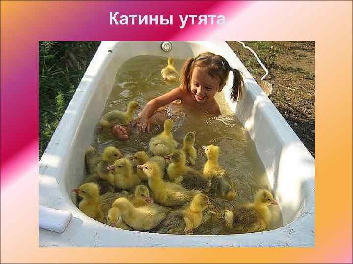 Катины утята 