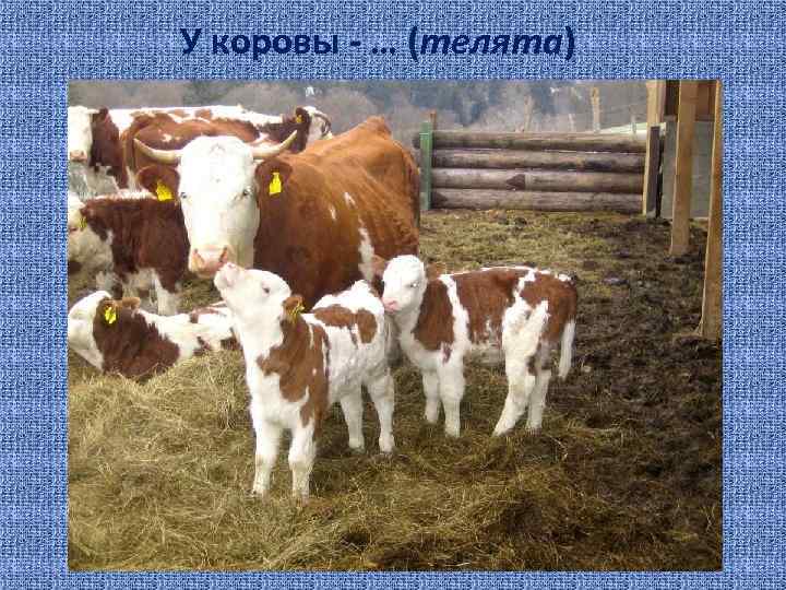 У коровы - … (телята) 