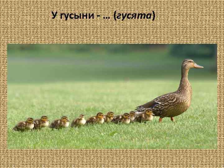 У гусыни - … (гусята) 