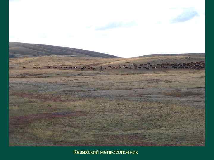 Казахский мелкосопочник 