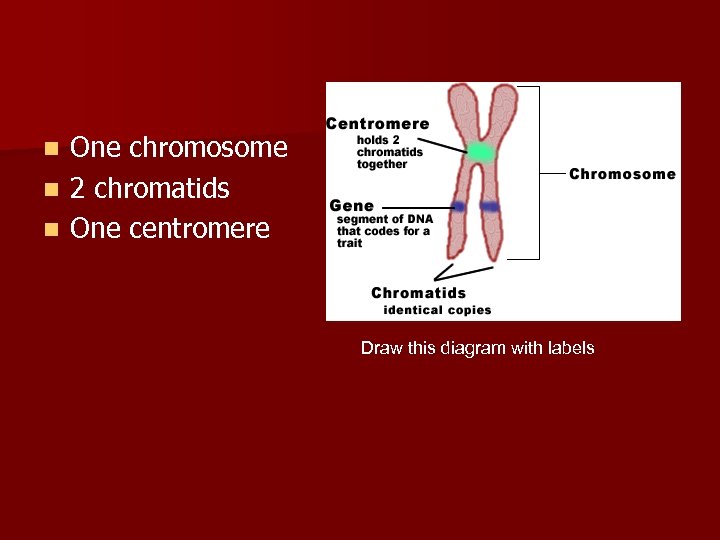 One chromosome n 2 chromatids n One centromere n Draw this diagram with labels