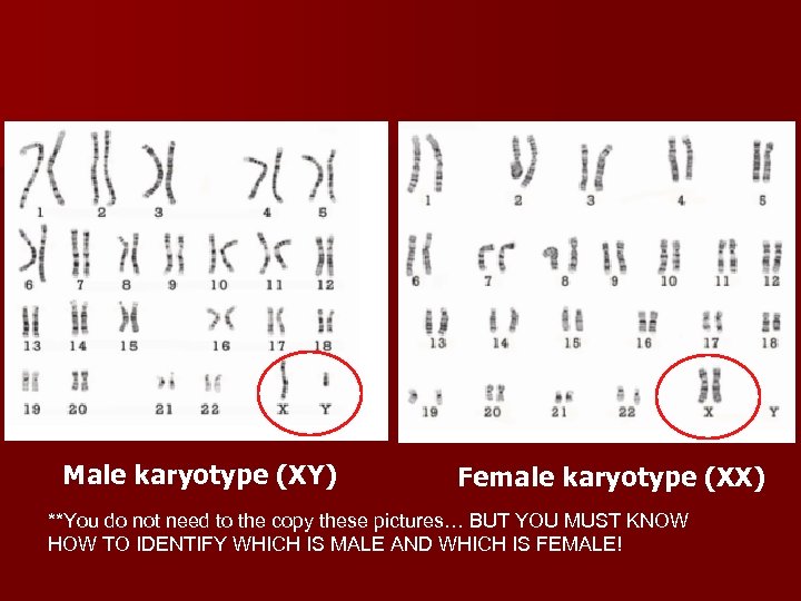 Male karyotype (XY) Female karyotype (XX) **You do not need to the copy these