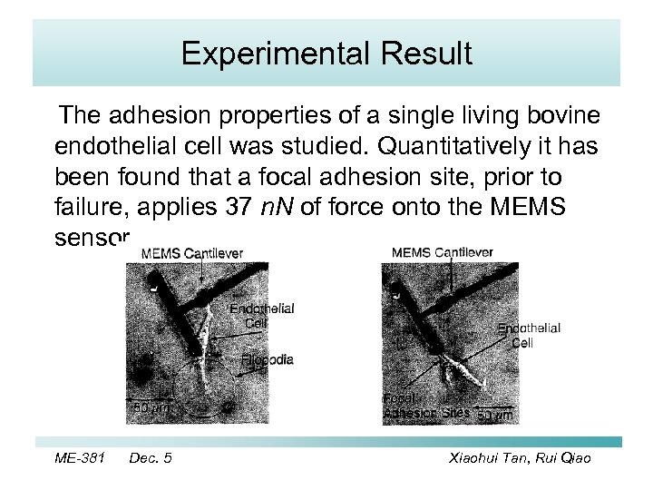 Experimental Result The adhesion properties of a single living bovine endothelial cell was studied.