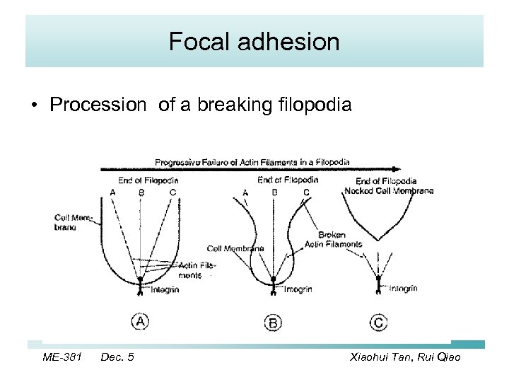 Focal adhesion • Procession of a breaking filopodia ME-381 Dec. 5 Xiaohui Tan, Rui
