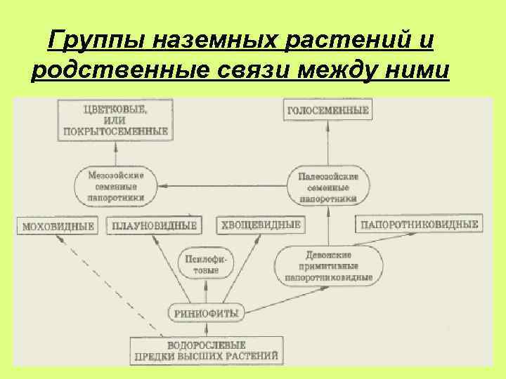 Группы наземных растений и родственные связи между ними 