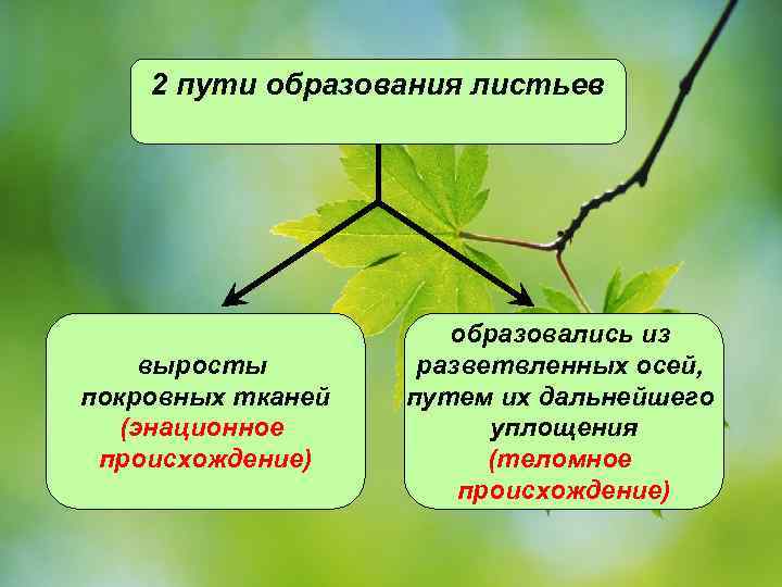2 пути образования листьев выросты покровных тканей (энационное происхождение) образовались из разветвленных осей, путем