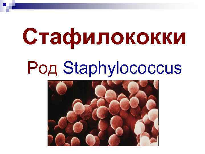 Staphylococcus aureus 5. Стафилококк презентация. Стафилококковые инфекции презентация. Стафилококки микробиология.