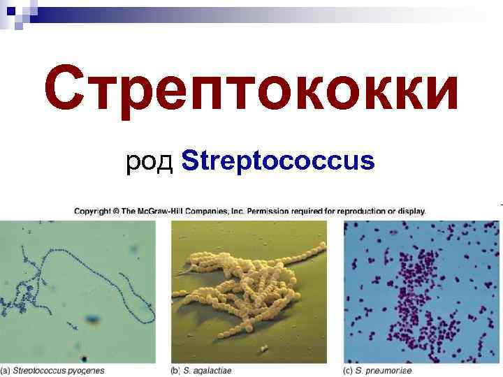 Стрептококки у женщин лечение. Микробы стафилококки стрептококк. Бактерия стрептококк группы а. Стрептококк ангинозный. Патогенный стрептококк заболевания.