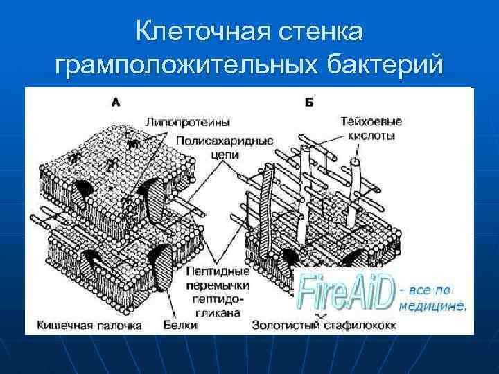 Функции клеточной стенки