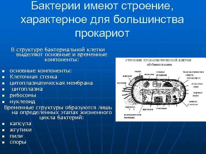 Из перечисленных микроорганизмов к эукариотам относятся