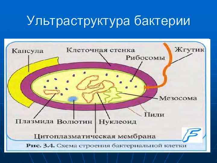 Митохондрии у прокариот. Строение клетки бактерий микробиология. Ультраструктура бактериальной клетки. Морфология и ультраструктура бактериальной клетки. Схема ультраструктуры бактериальной клетки.