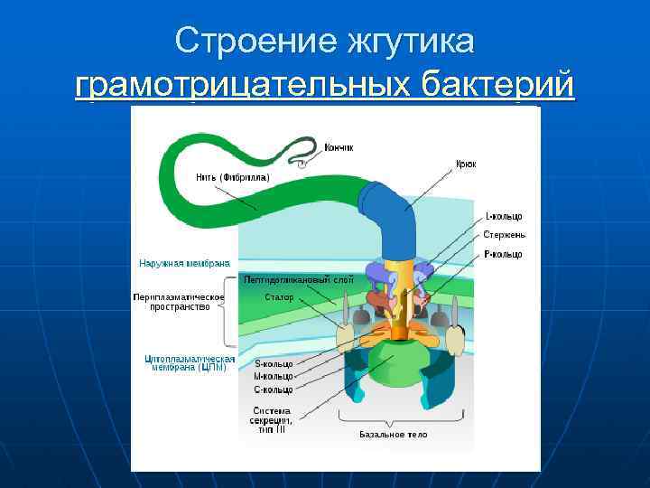 Строение жгутиков