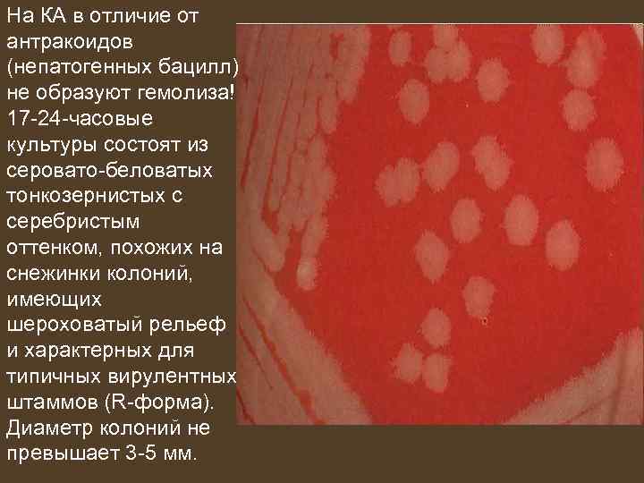 На КА в отличие от антракоидов (непатогенных бацилл) не образуют гемолиза! 17 -24 -часовые