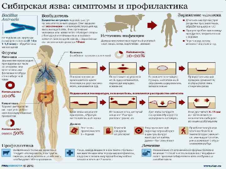 Сибирская язва фото у человека