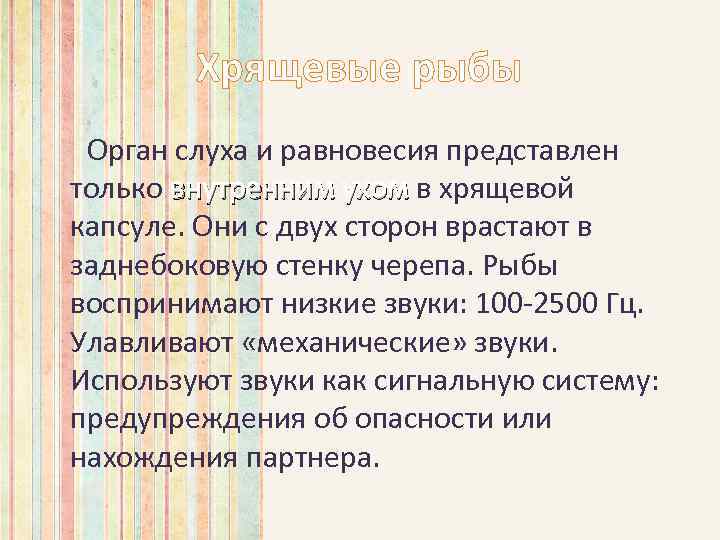 Хрящевые рыбы Орган слуха и равновесия представлен только внутренним ухом в хрящевой капсуле. Они