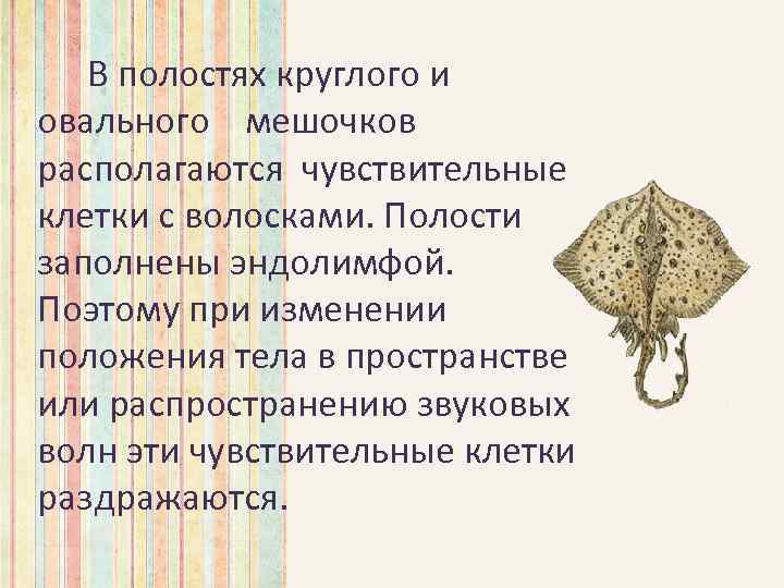 В полостях круглого и овального мешочков располагаются чувствительные клетки с волосками. Полости заполнены эндолимфой.