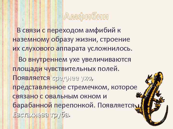 Амфибии В связи с переходом амфибий к наземному образу жизни, строение их слухового аппарата