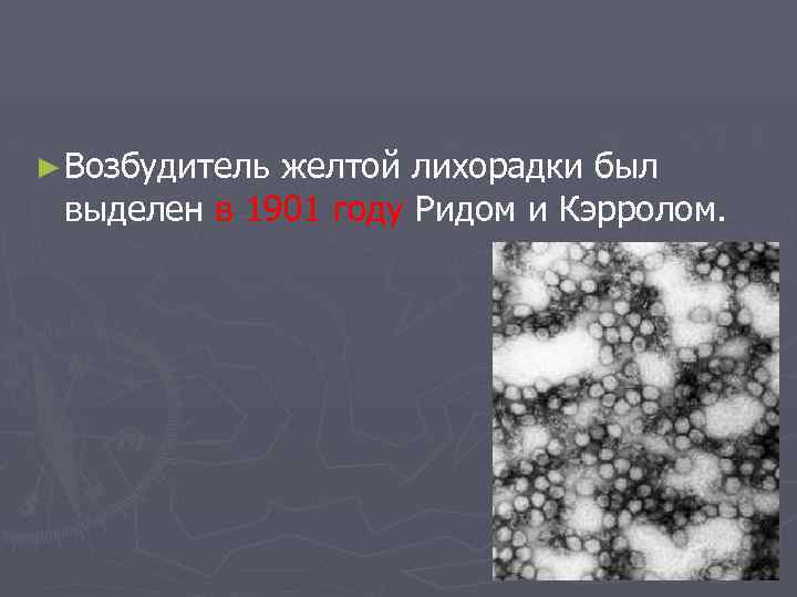 ► Возбудитель желтой лихорадки был выделен в 1901 году Ридом и Кэрролом. 