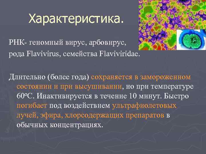  Характеристика. РНК- геномный вирус, арбовирус, рода Flavivirus, семейства Flaviviridae. Длительно (более года) сохраняется