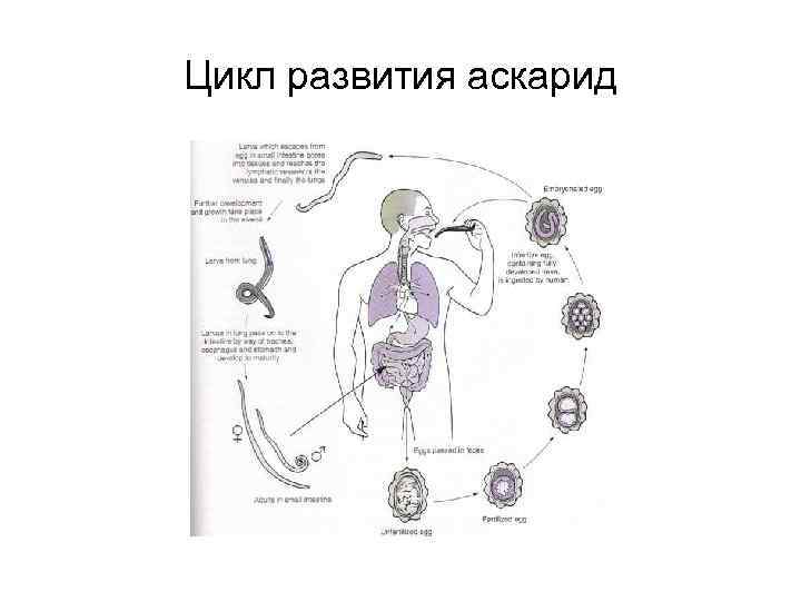 Цикл развития аскарид 