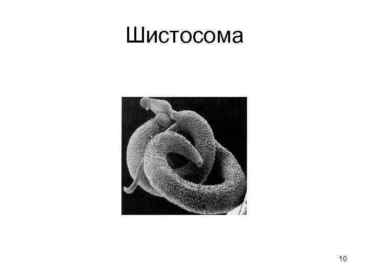 Шистосома 10 