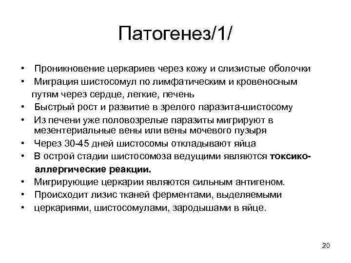 Патогенез/1/ • Проникновение церкариев через кожу и слизистые оболочки • Миграция шистосомул по лимфатическим