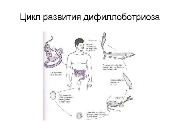Цикл развития дифиллоботриоза 