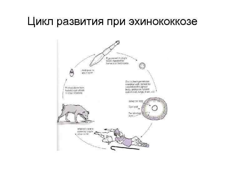 Цикл развития при эхинококкозе 