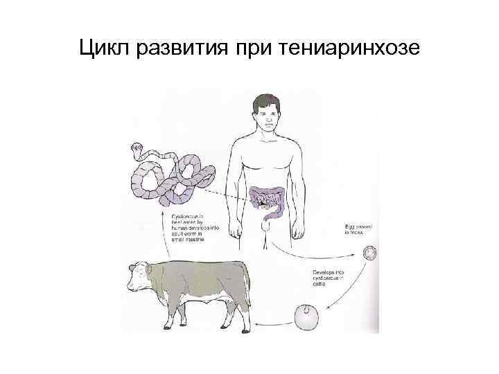 Цикл развития при тениаринхозе 
