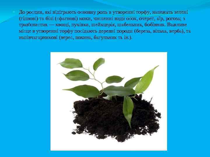  До рослин, які відіграють основну роль в утворенні торфу, належать зелені (гіпнові) та