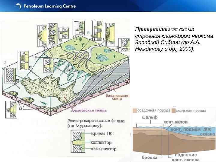 Принципиальная схема строения клиноформ неокома Западной Сибири (по А. А. Нежданову и др. ,