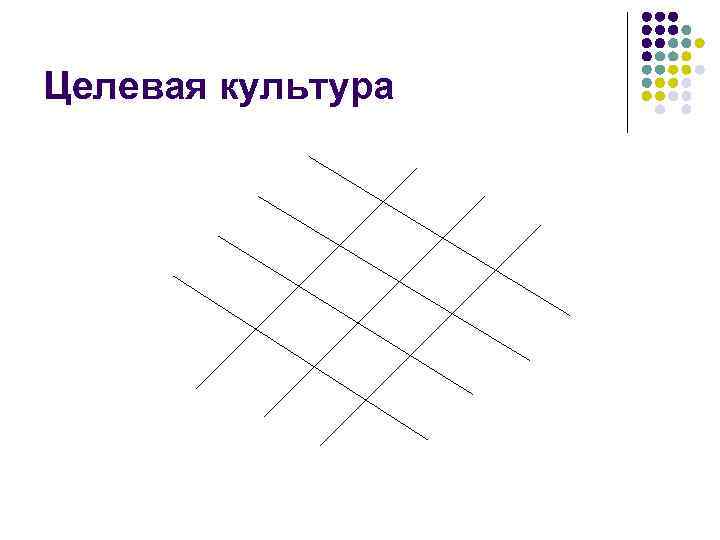 Целевая культура 