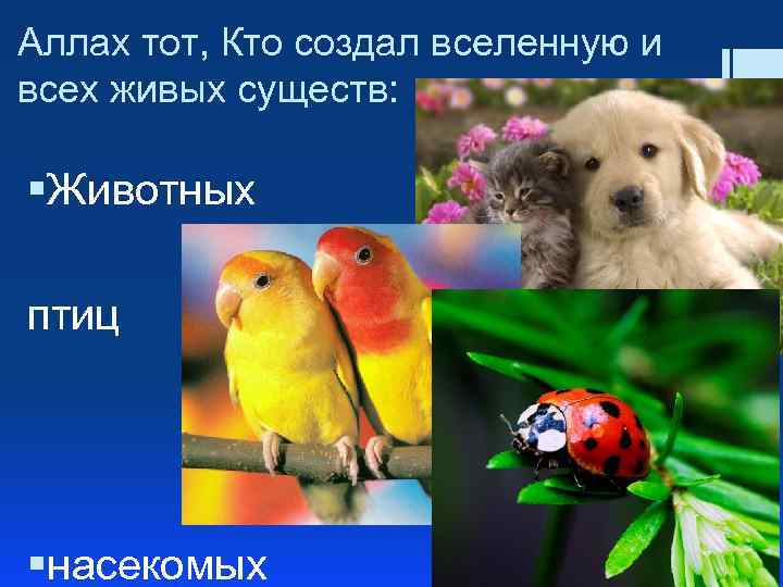 Аллах тот, Кто создал вселенную и всех живых существ: §Животных птиц §насекомых 