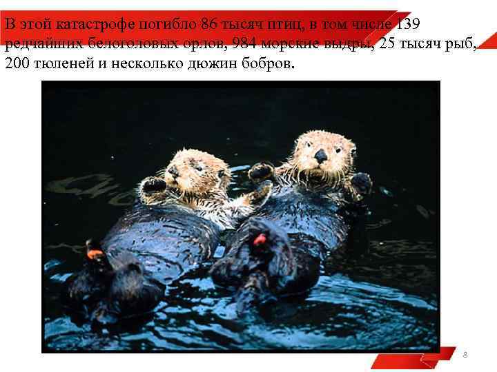 В этой катастрофе погибло 86 тысяч птиц, в том числе 139 редчайших белоголовых орлов,